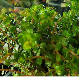 Vảy ốc siêu đỏ- cây thủy sinh