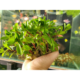 Cây Thủy Sinh Hoàng Thái Dương lá cạn | Hồng thái dương dễ trồng không cần co2