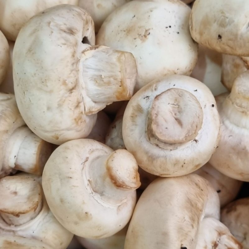 Nấm mỡ trắng