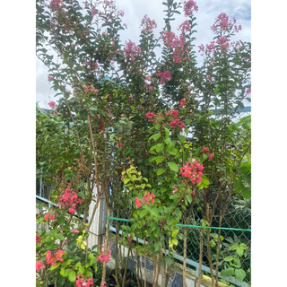 Cây hoa tường vi- Trang trí sân vườn- Decor- Phong thuỷ- Cây hoa kiểng Đồng Tháp