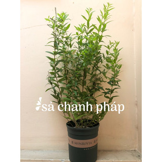 Sả chanh Pháp