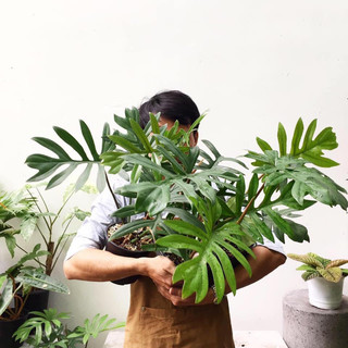 Cây Trầu bà lá xẻ Mayoi - Philodenron mayoi
