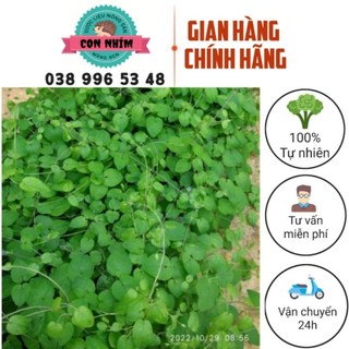Sâm dây Ngọc Linh giống trồng tại nhà kèm hướng dẫn cách ươm