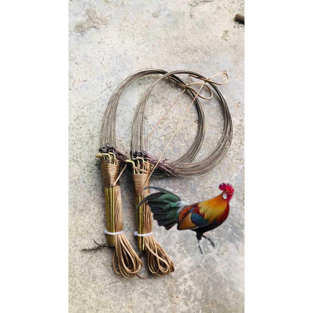 Giò thái bẫy gà rừng chân đồng khuyên đúc