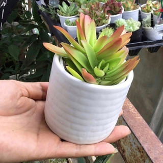 Chậu Trụ gạch mini sứ bát tràng trồng cây Để Bàn, Cây sen đá