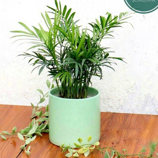(8,5x8,5cm) Chậu trụ trơn mini trồng cây Để Bàn, Cây Nội Thất, Sen Đá, Xương rồng, Cây Bonsai cao 8cm