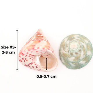 VỎ ỐC NÓN MƯỢN HỒN