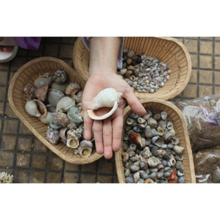 Vỏ ốc đủ size