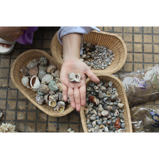 Vỏ ốc đủ size