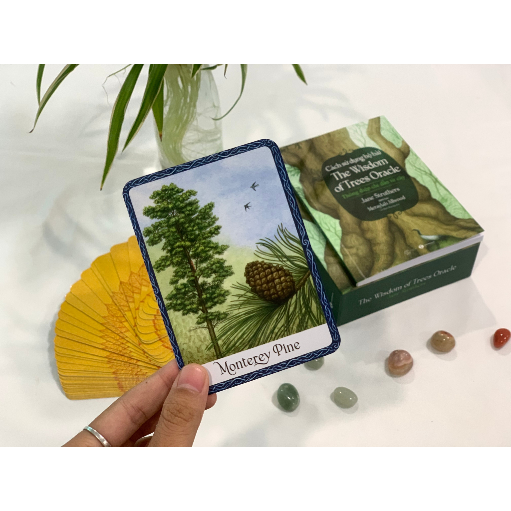 Bộ bài Tarot THAIHABOOKS Wisdom of Trees Oracle by Jane Struthers - 40 lá bài + sách hướng dẫn 11.5 x 16.2 cm