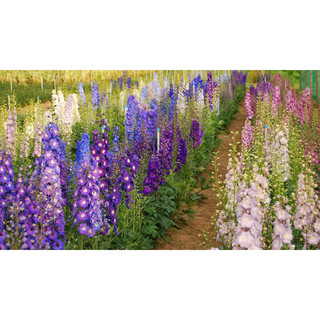 Hạt Giống Hoa Phi Yến Mix 50 Hạt