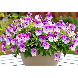 Hạt Giống Hoa Pansy Mix 200 Hạt