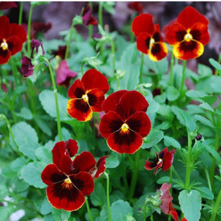 Hạt Giống Hoa Pansy Mix 200 Hạt