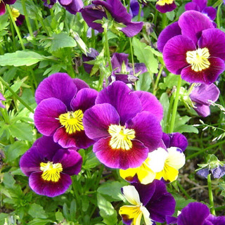 Hạt Giống Hoa Pansy Mix 200 Hạt