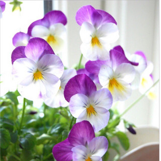 Hạt Giống Hoa Pansy Mix 200 Hạt