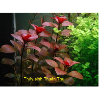 Cây thủy sinh lá nước Diệp tài hồng Lá Táo - CâyTáo đỏ - cây cắt cắm dễ trồng trang trí bể thủy sinh