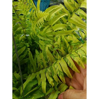 Cây Dương Xỉ .đủ loại(tặng kèm phân bón)