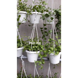 Cây hạt dưa xanh - đô la chậu mini