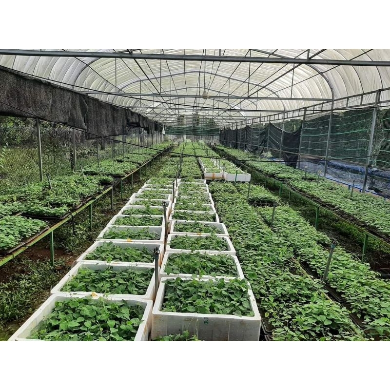 10 cây sương sâm lông