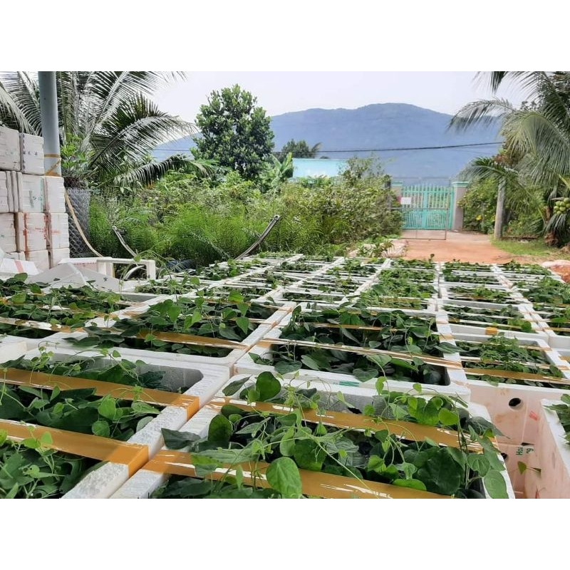 10 cây sương sâm lông
