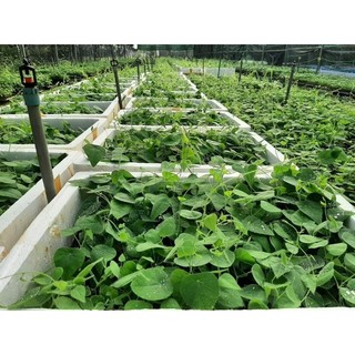 10 cây sương sâm lông 89k
