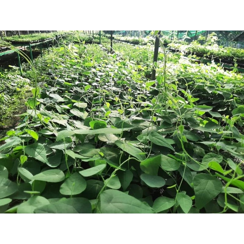 10 cây sương sâm lông