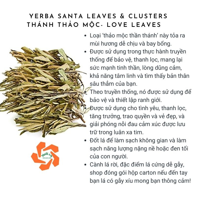 Cành lá yerba santa - Thảo mộc tình yêu Song An Eco