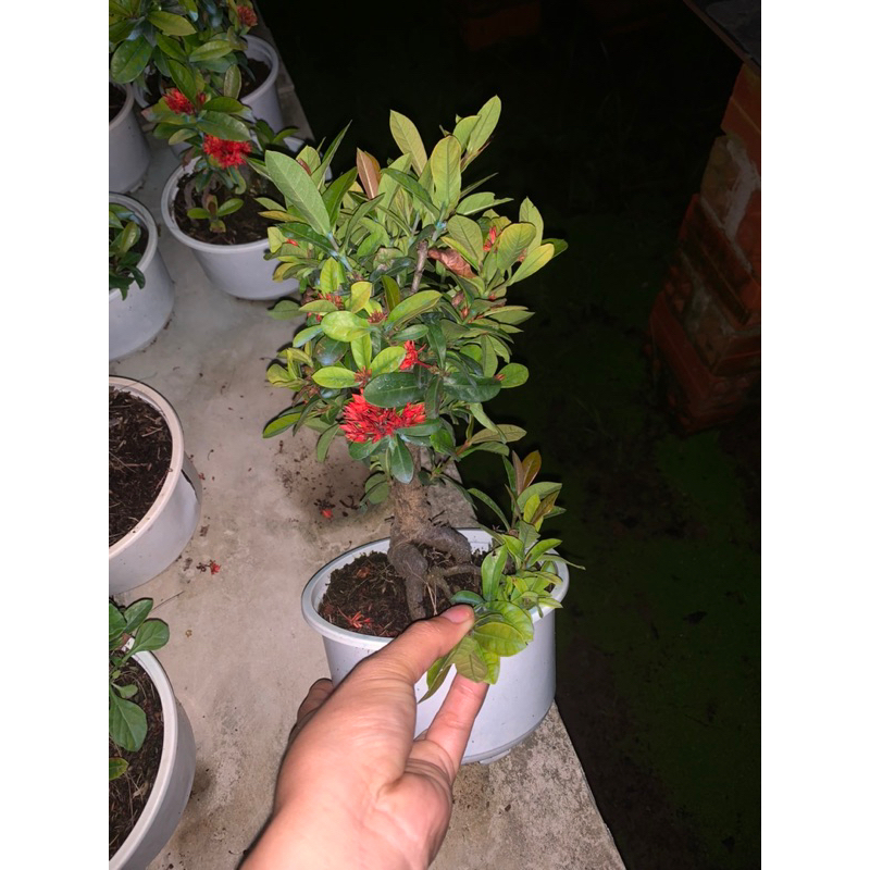 Cây trang sen bonsai mini để bàn, bộ rễ đẹp