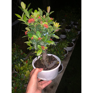 Cây trang sen bonsai mini để bàn, bộ rễ đẹp