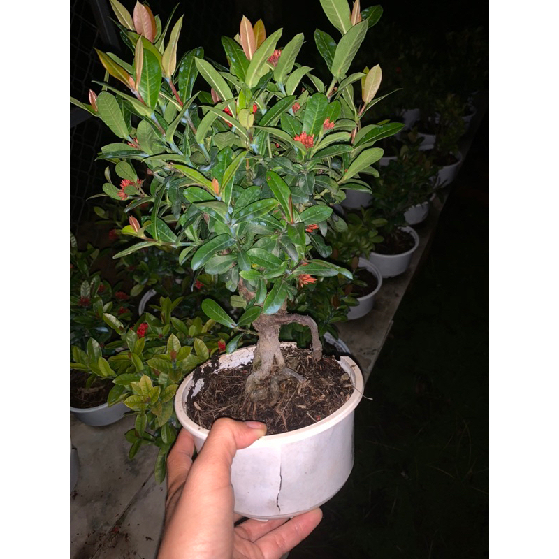 Cây trang sen bonsai mini để bàn, bộ rễ đẹp