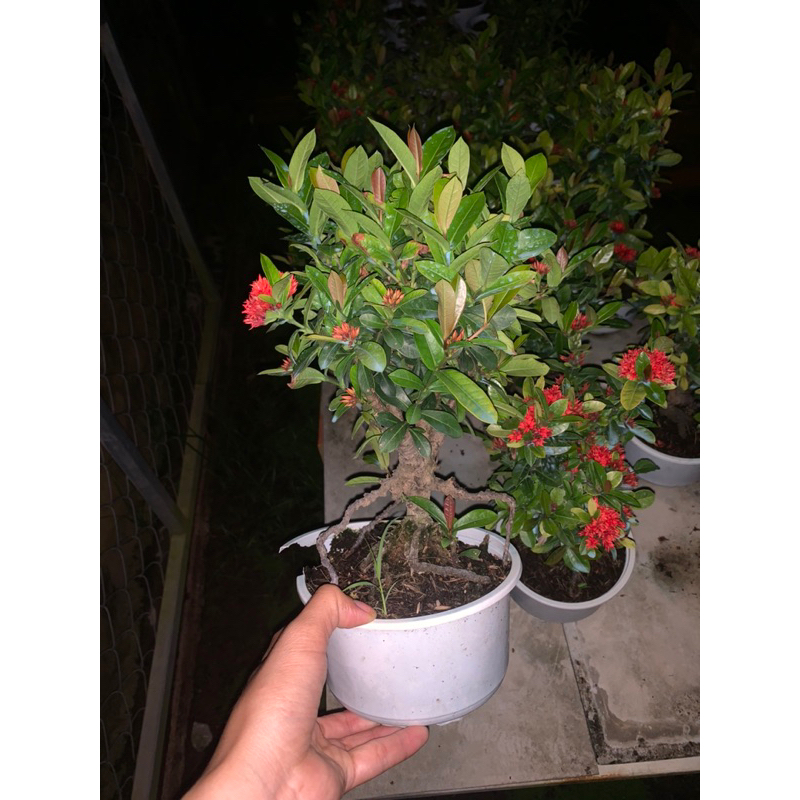 Cây trang sen bonsai mini để bàn, bộ rễ đẹp