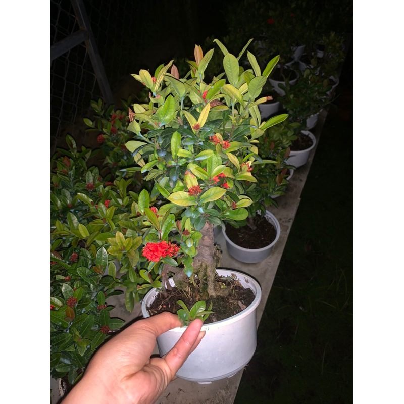 Cây trang sen bonsai mini để bàn, bộ rễ đẹp