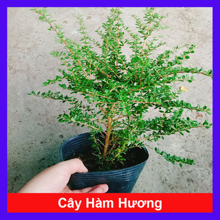 Cây Hàm Hương - cây tỏa mùi thơm như cây hương thảo mùi cam quýt, vani, mật ong, hương thơm dễ chịu giảm stress