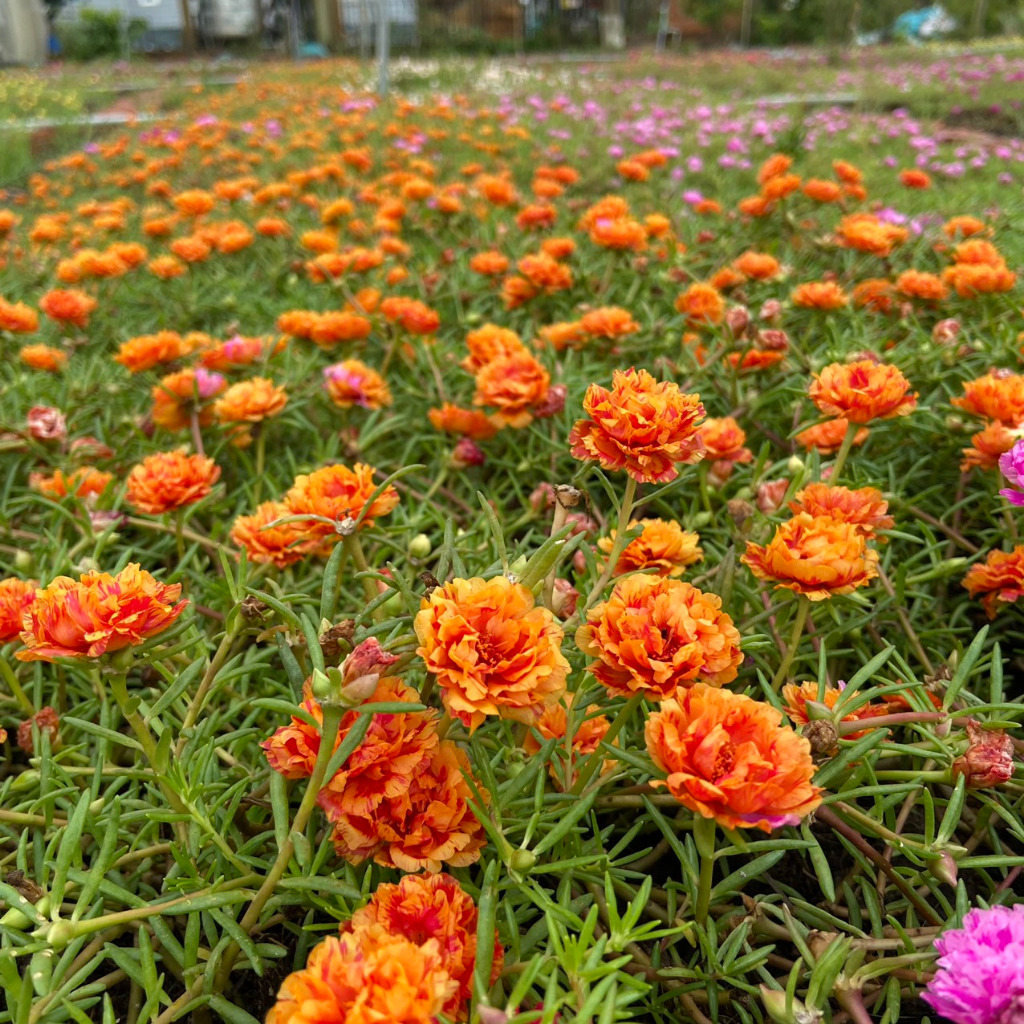 Hoa Mười Giờ 1 kg Cành Thái Kép MÀU CAM MỚI Cành Tơ Siêu Khỏe Ra Rễ Sau 3 Ngày  0817774747