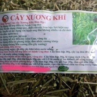 Cây xương khỉ
