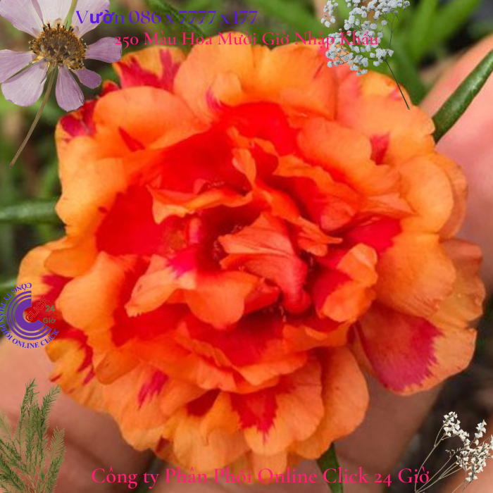 Hoa Mười Giờ 1 kg Cành Thái Kép MÀU CAM MỚI Cành Tơ Siêu Khỏe Ra Rễ Sau 3 Ngày  0817774747