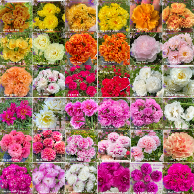 Hoa Mười Giờ 1 kg Cành Thái Kép MÀU CAM MỚI Cành Tơ Siêu Khỏe Ra Rễ Sau 3 Ngày  0817774747