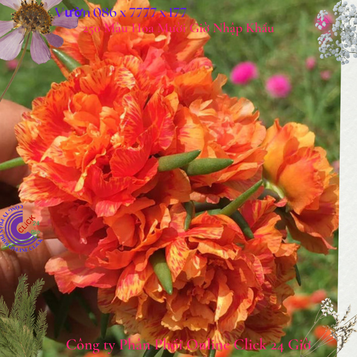 Hoa Mười Giờ 1 kg Cành Thái Kép MÀU CAM MỚI Cành Tơ Siêu Khỏe Ra Rễ Sau 3 Ngày  0817774747