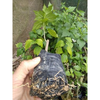 combo 2 bầu cây hoa bụt tím