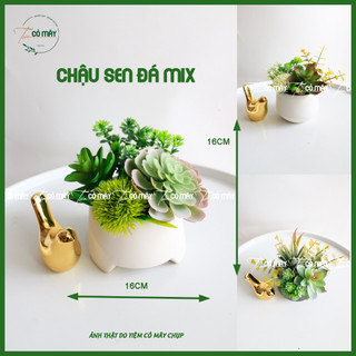 Cây giả,Chậu Sen Đá giả Mix để bàn trang trí chậu sứ