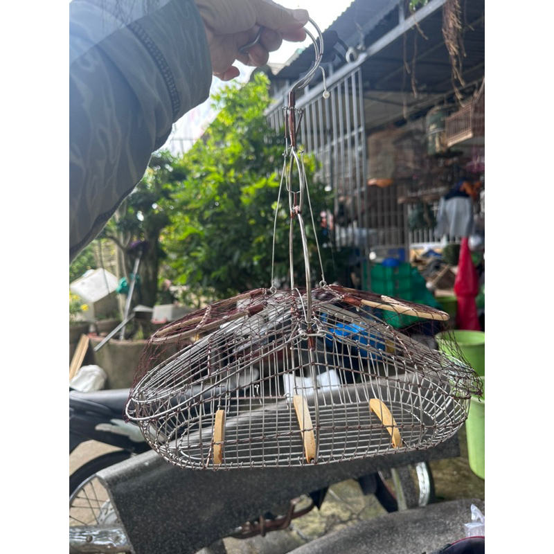 Lụp bẫy inox chim sâu, khuyên, huýt cô và các dòng chim nhỏ