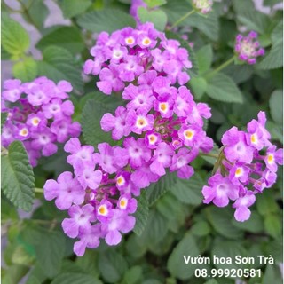 Cây hoa trâm ổi hoa tím, đang hoa.