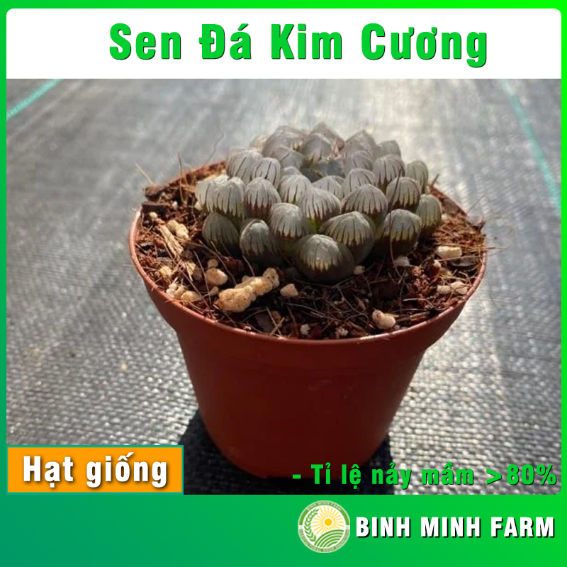 Hạt giống Sen đá Kim Cương trồng khay trồng chậu trồng thùng xốp tỉ lệ nảy mầm cao hoa cực đẹp