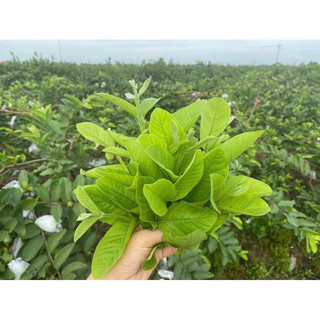 63K 100g Trà giảm cân lá ổi (15 túi lọc)