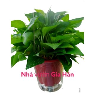 Cây vạn niên thanh chậu treo thủy sinh siêu to