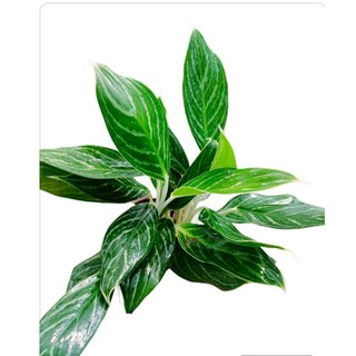 Cây bạch mã hoàng tử để bàn30_35cm