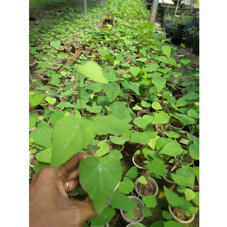 Gói 10 hạt giống cây sương sâm rừng, sâm lông