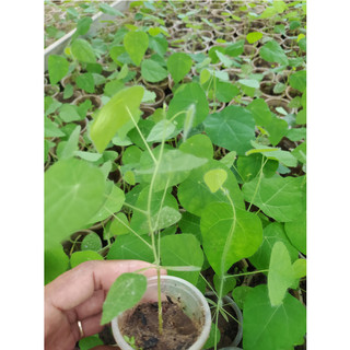 Cây giống sương sâm rừng, sâm lông