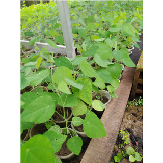 Cây giống sương sâm rừng, sâm lông