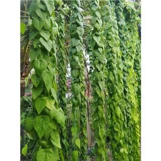 Cây giống sương sâm rừng, sâm lông